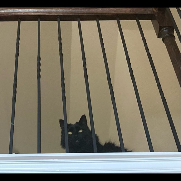 Meet your Posher, Denise - Picture 2 of 2